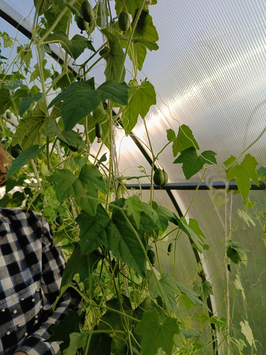 У мамы в теплице