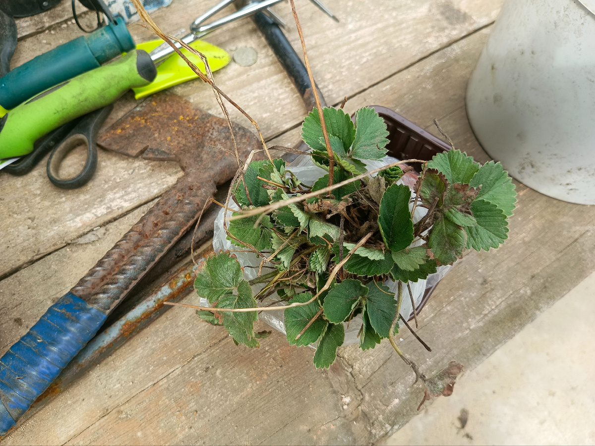 Усы клубники сорта Купчиха.