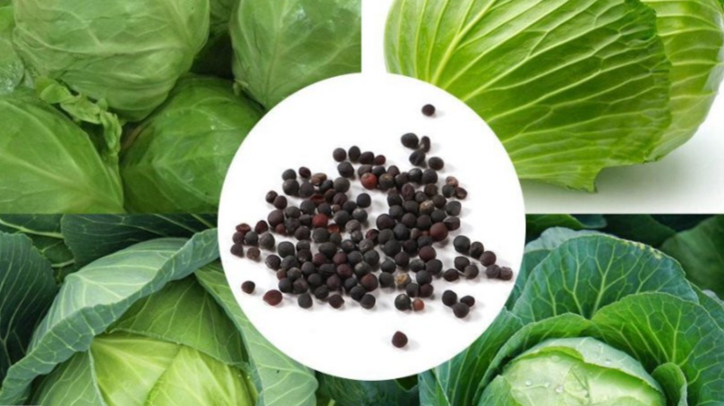 семена капусты