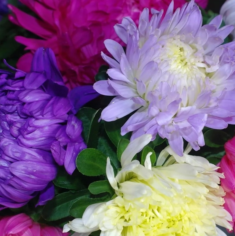 Астры в этом году посеяла. Уже взошли!