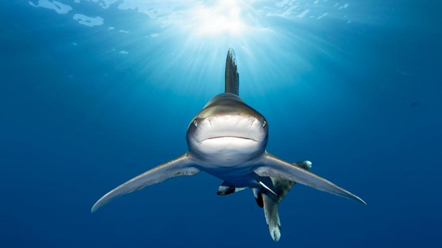    Фото: www.globallookpress.com/Norbert Probst; 5-tv.ru