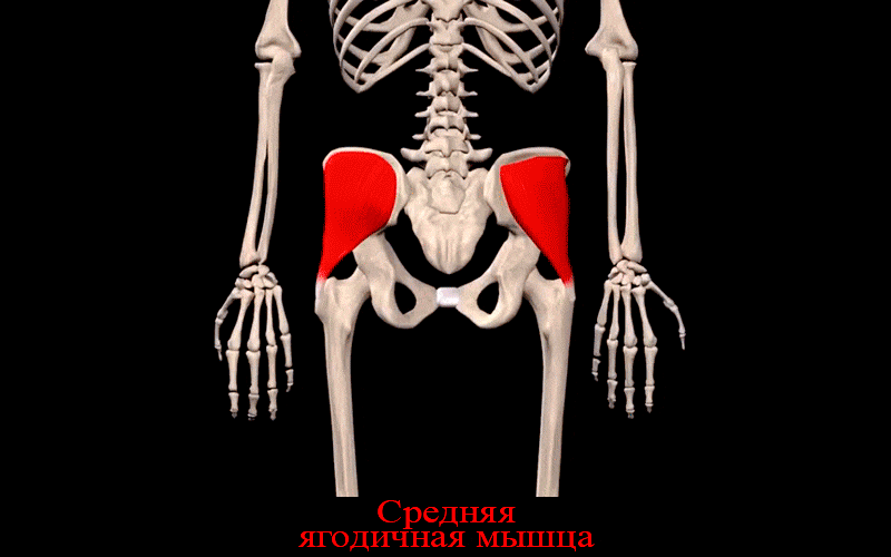 Средняя ягодичная мышца