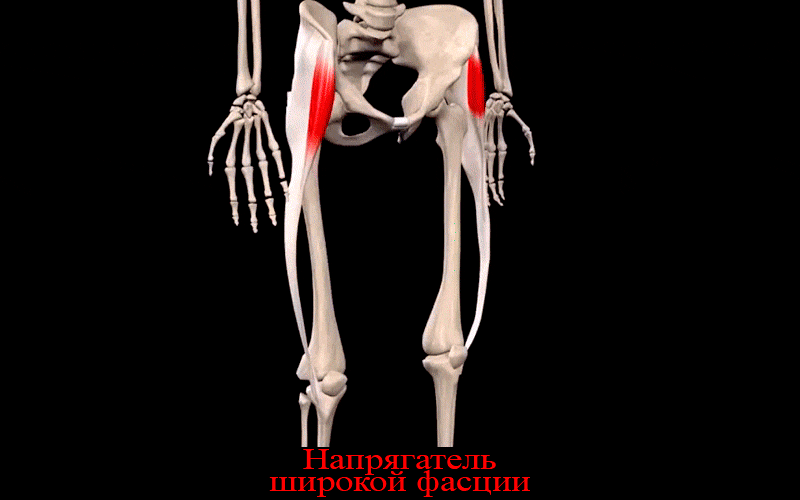 Напрягатель широкой фасции бедра