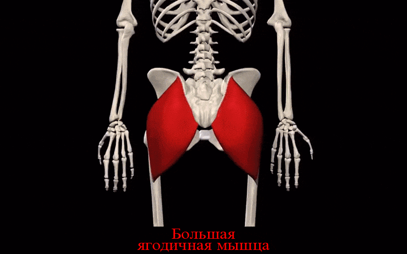 Большая ягодичная мышца