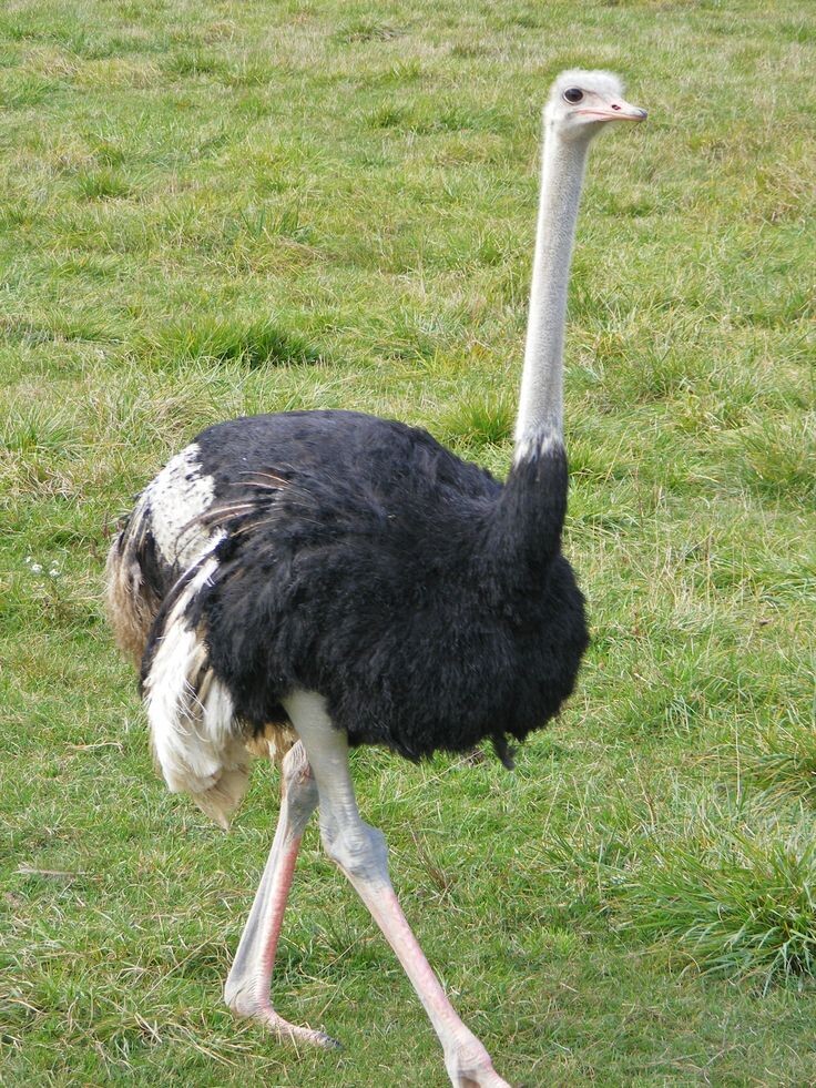 "Миф о страусином песке: как на самом деле спасаются птицы, разгоняясь до 70 км/ч"