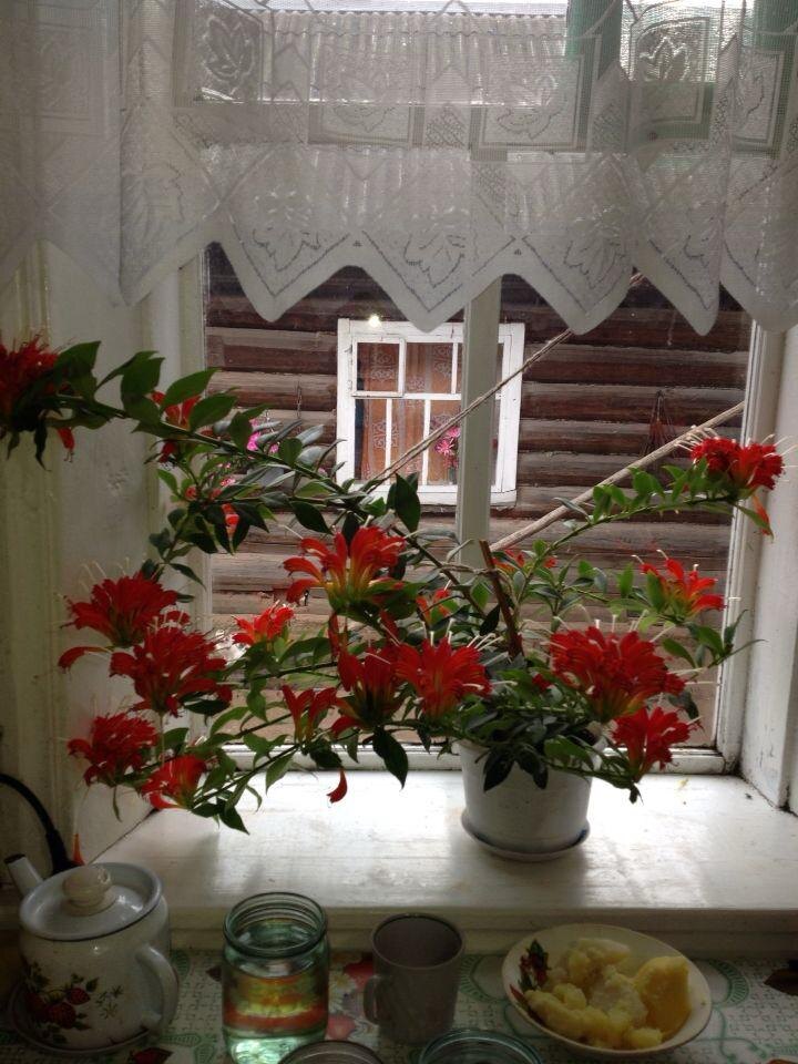 Это чей-то любимый дом. Фото Д.Сунгатуллиной.