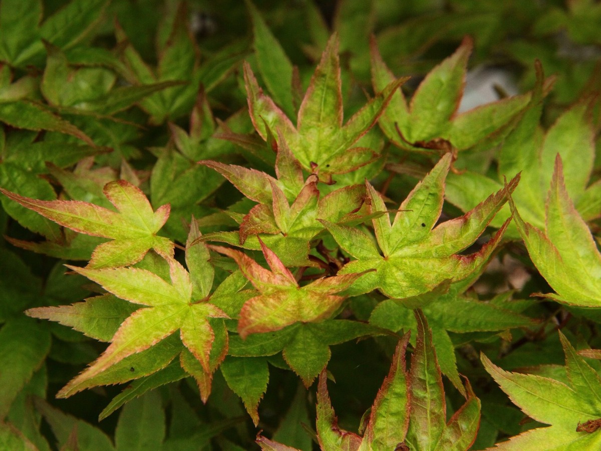 Фото CONIFER KINGDOM