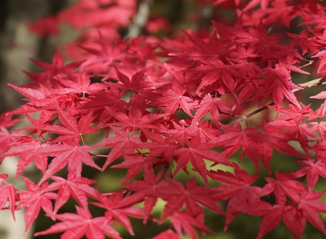 Фото Milan Havlis 