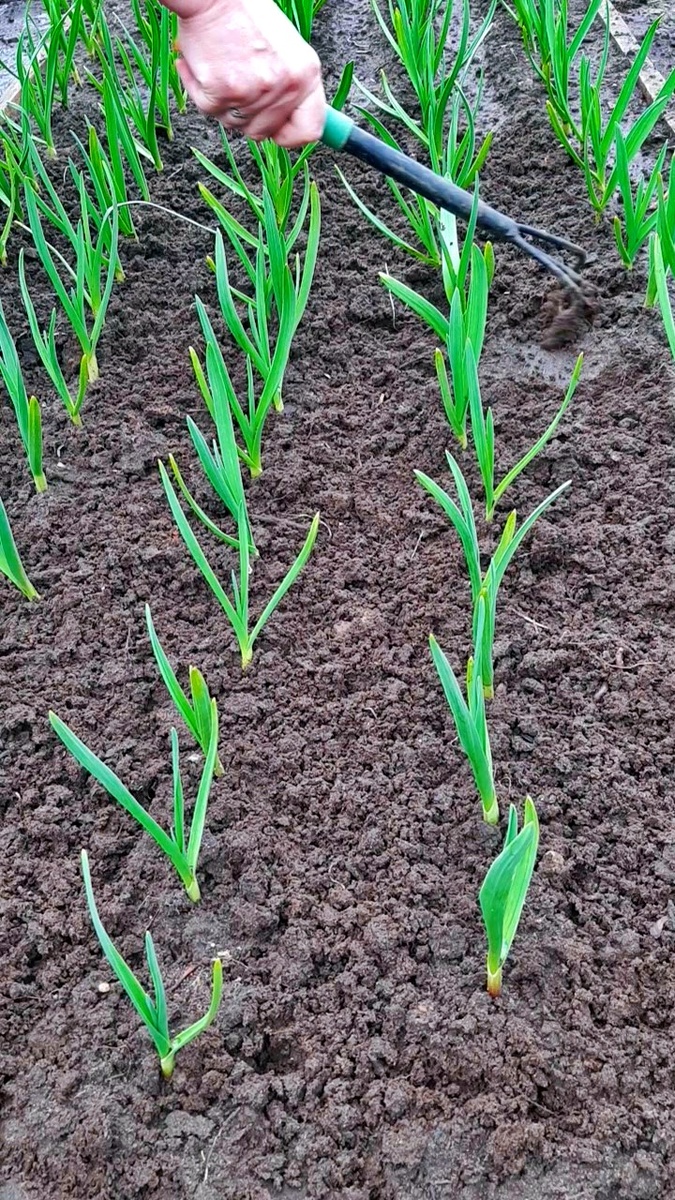 После подкормки и полива- обязательно рыхлим почву!