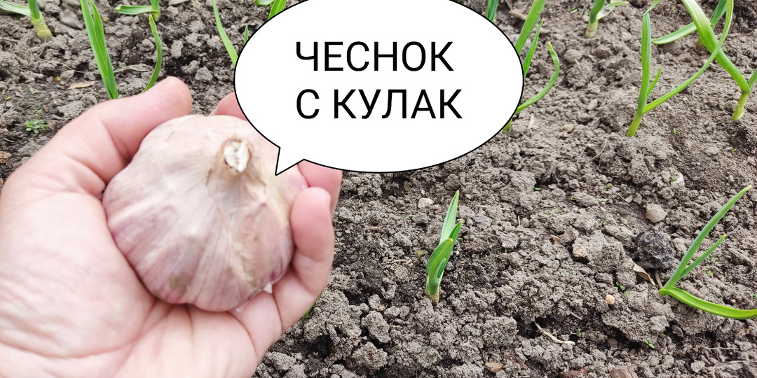 После такой подкормки про ваш чеснок будут петь песни и слагать легенды