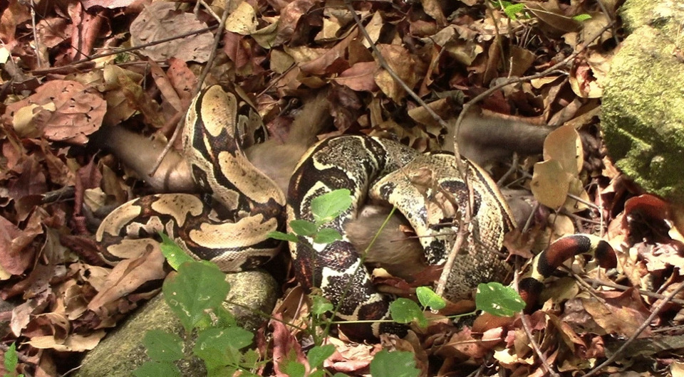   Tatiane Valença et al. / Primates, 2025