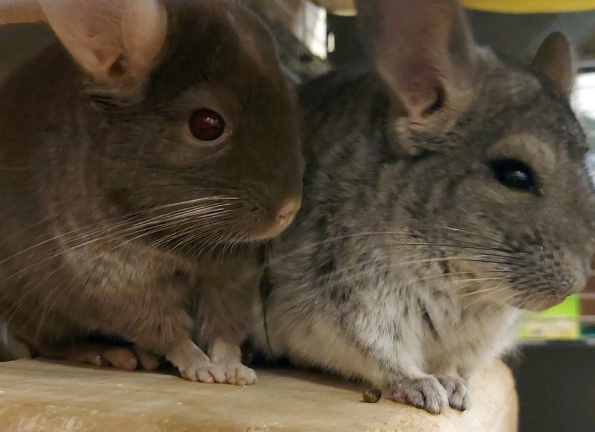 Глаза Финика красноватые. Окрас Финика - пастель, Шустрик - стандарт