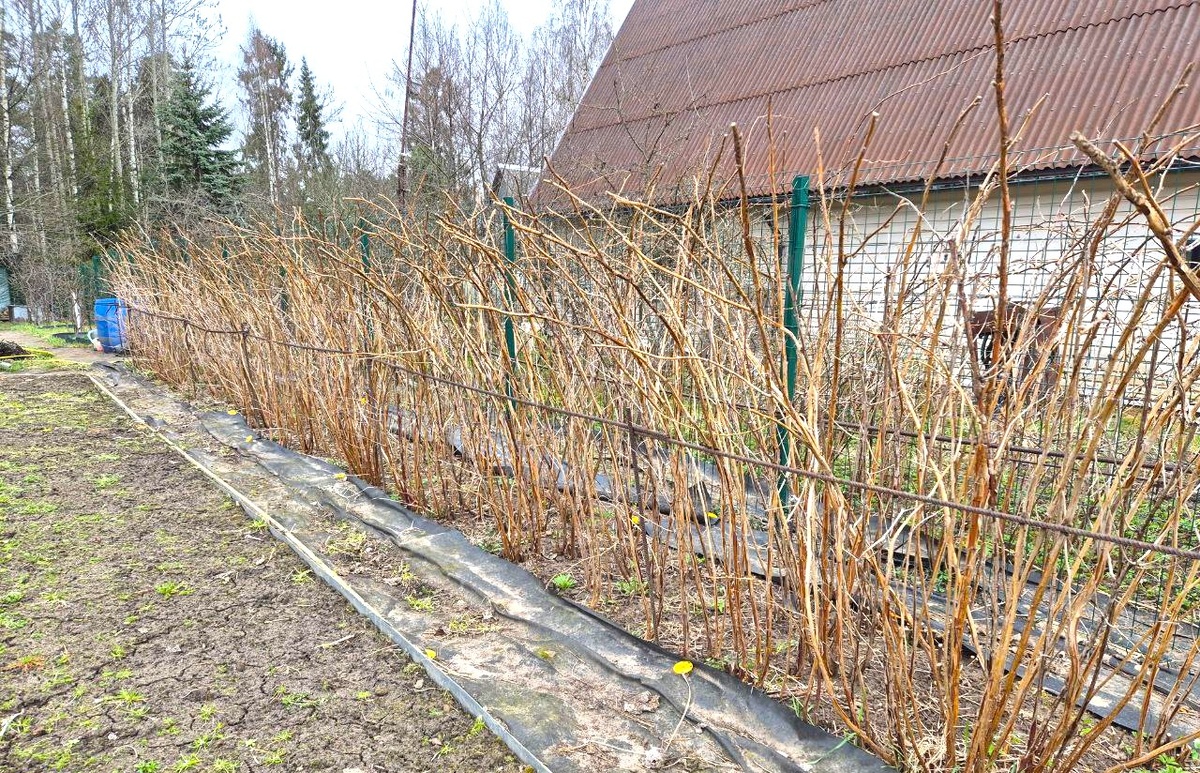 Малинник после зимы