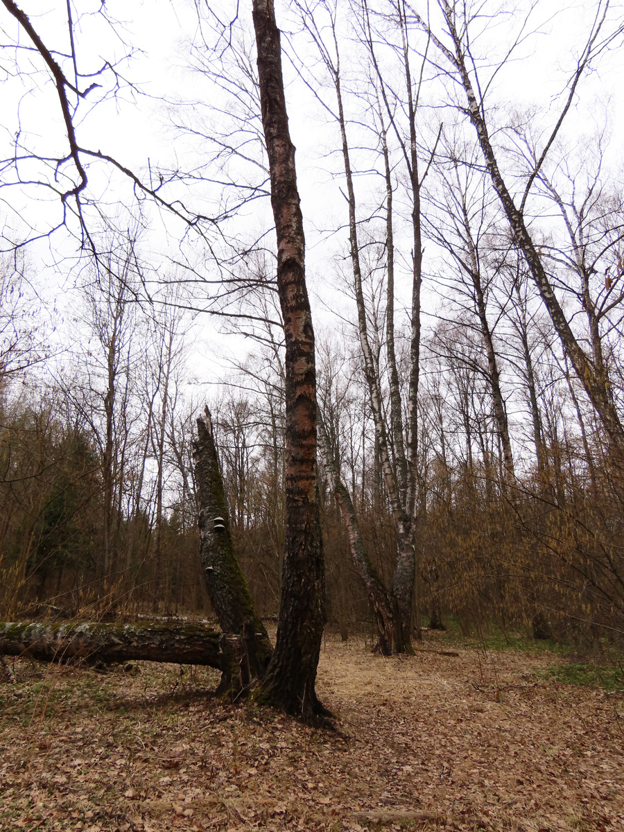 Лес в начале апреля. 