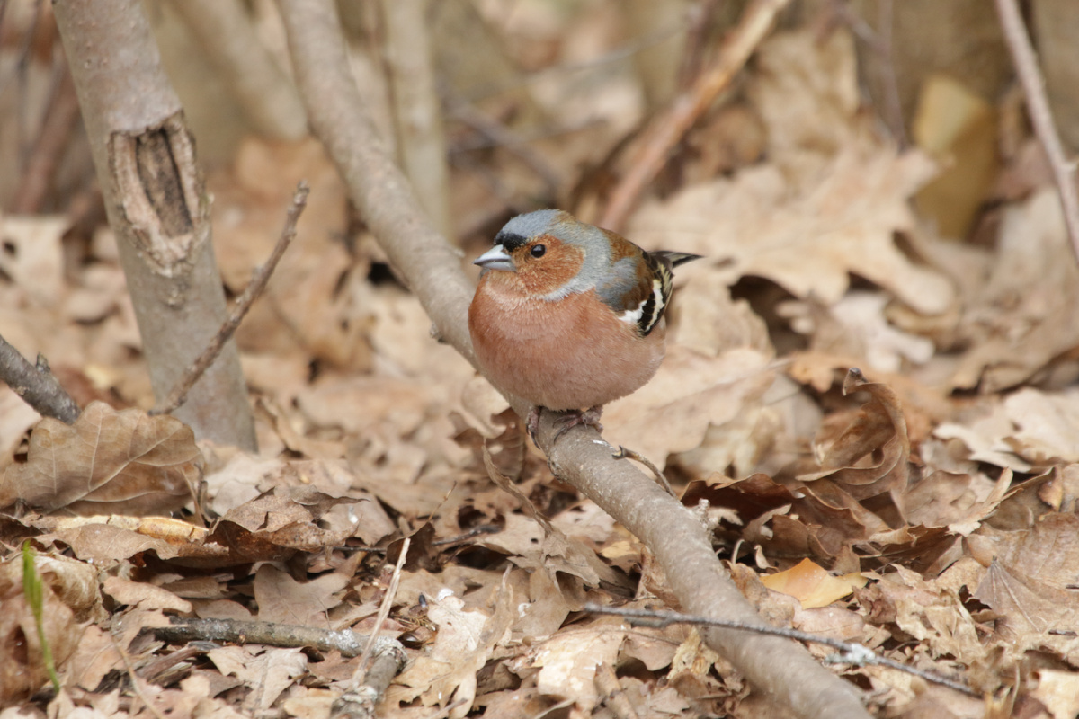 Первый зяблик. 