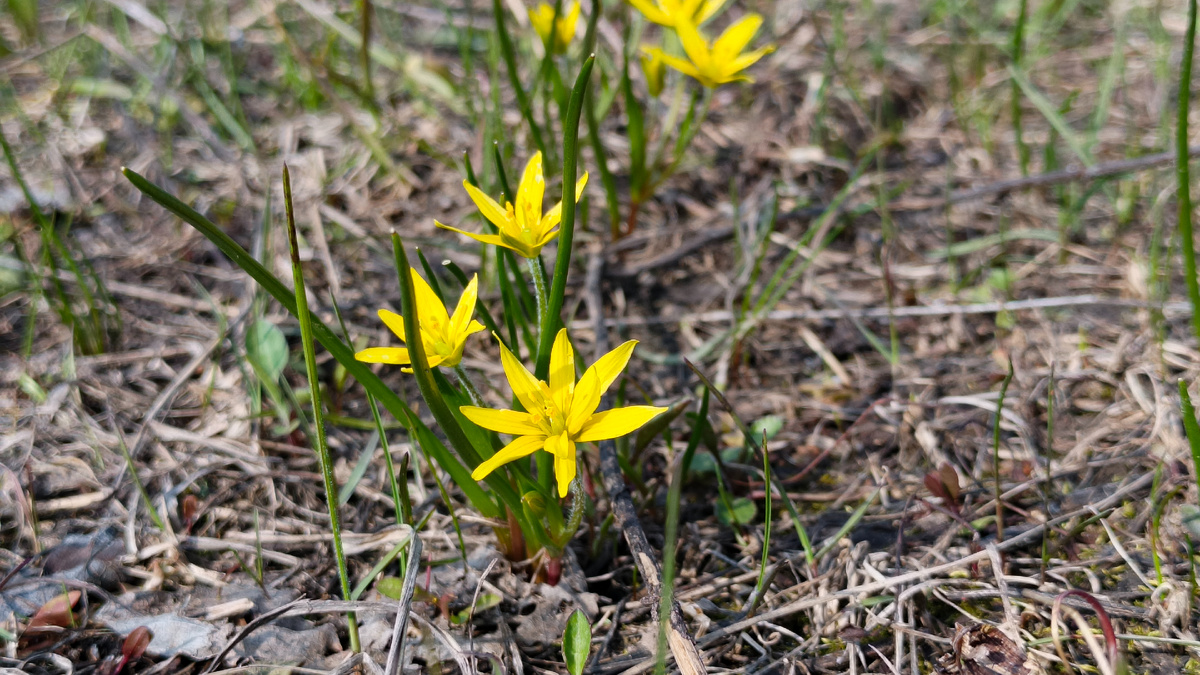 Это цветёт гусиный лук – растение, которое в наших краях зацветает одним из первых после схода снега. Фото, разумеется, моё. 
