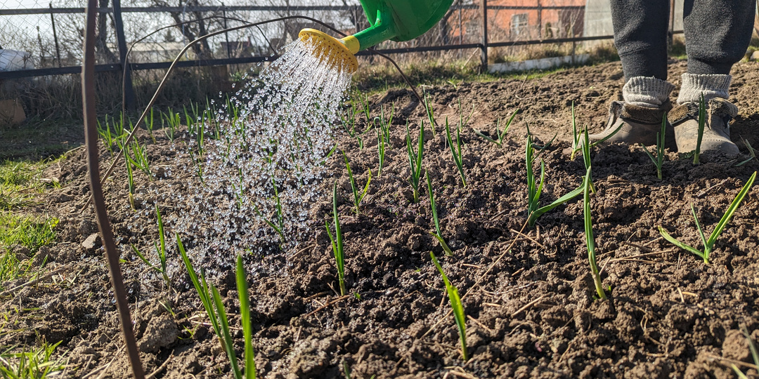 Чеснок будет огромный как на прилавках! Полейте этим в апреле чесночную грядку.
