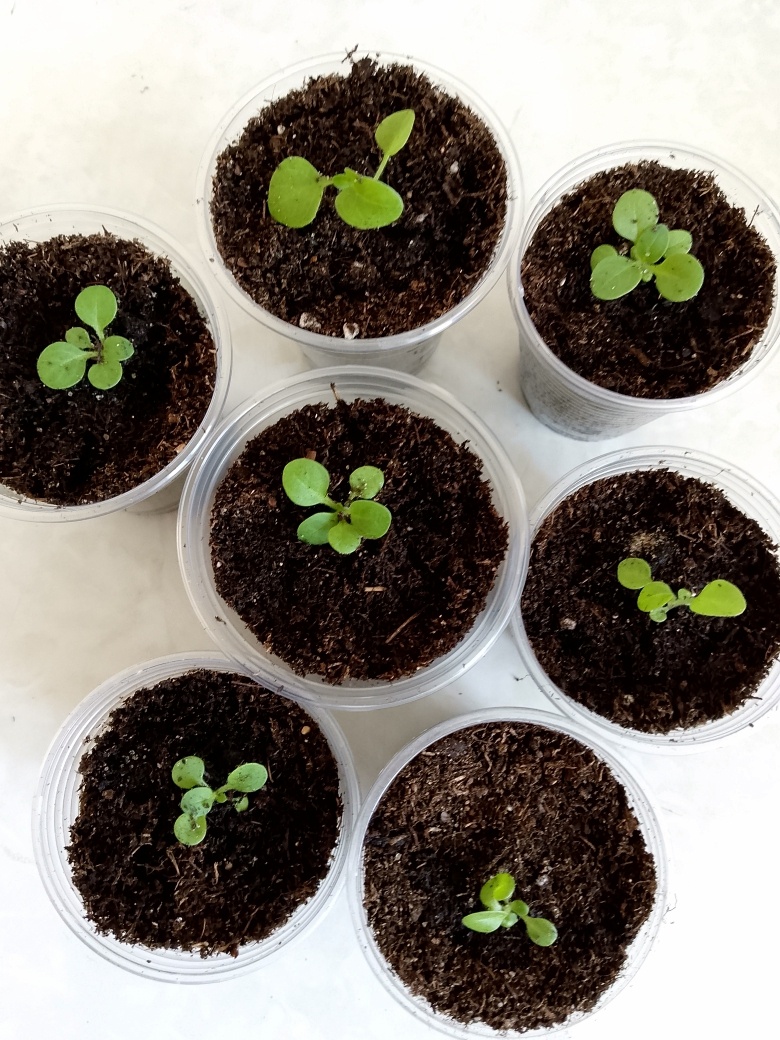 Петуния после пикировки