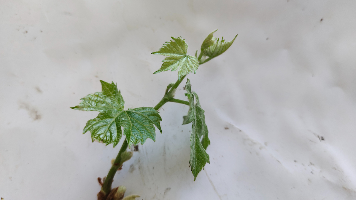 Побег на черенке винограда 