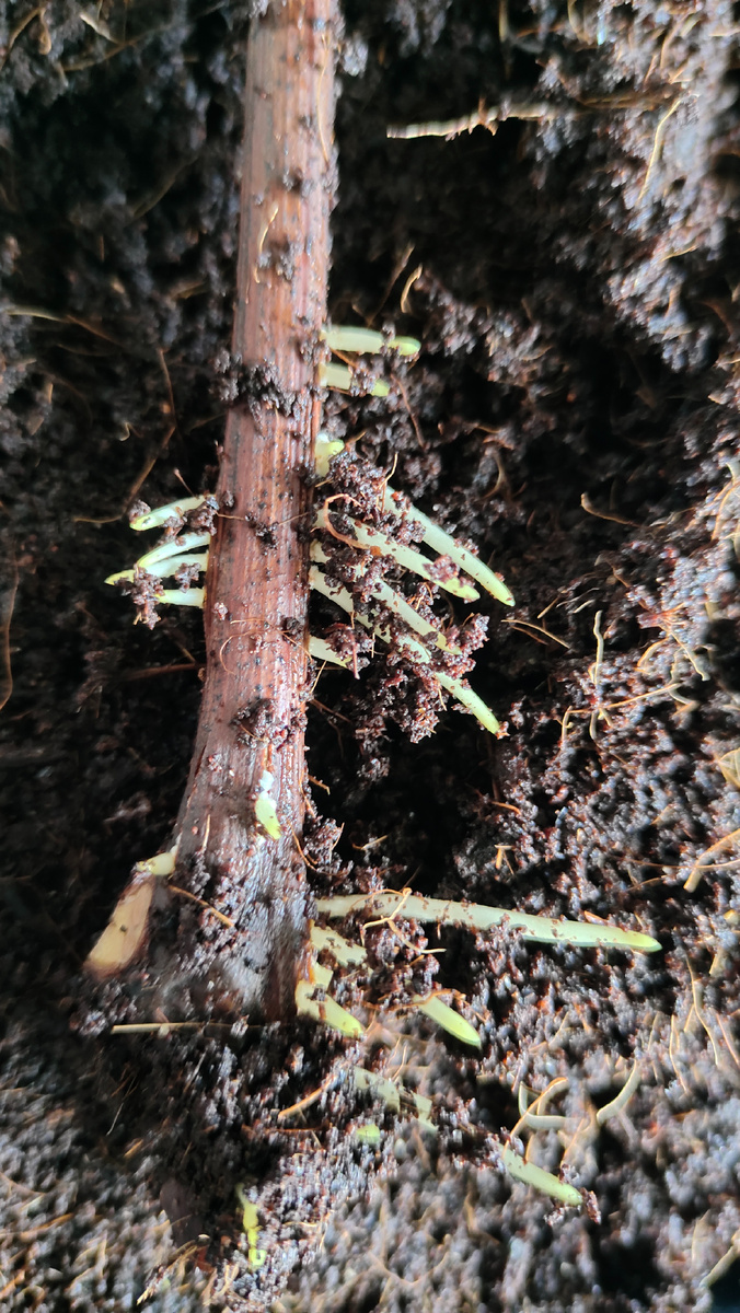 Корни на черенке винограда 