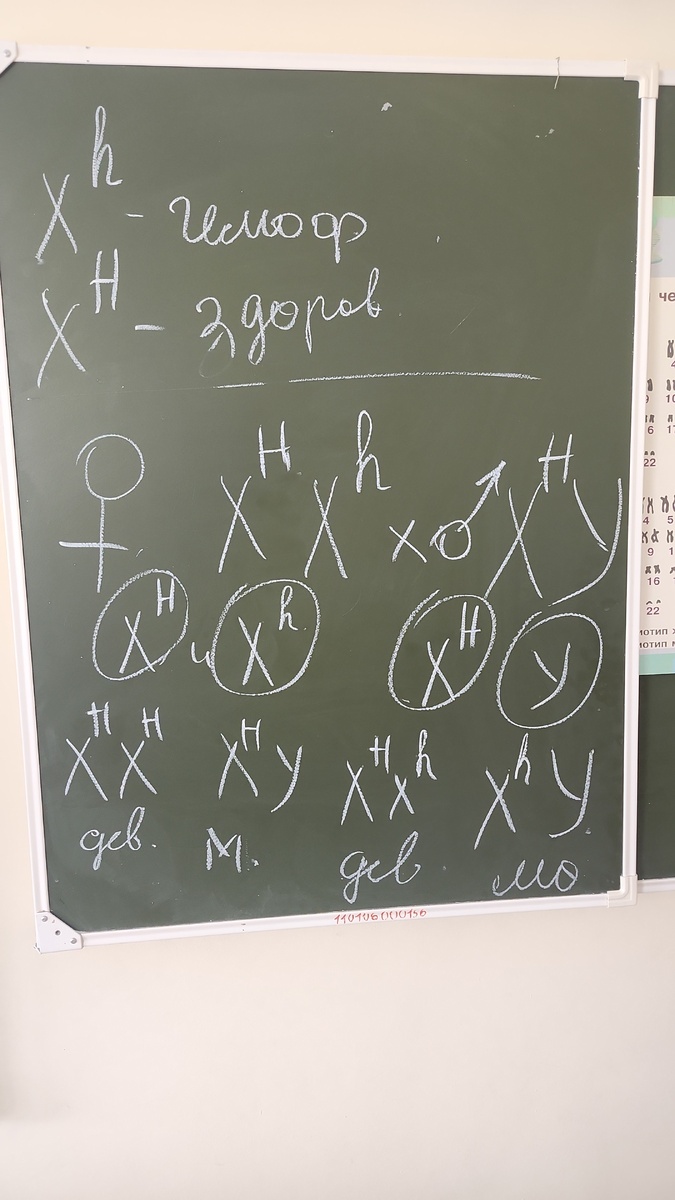 генетические задачи