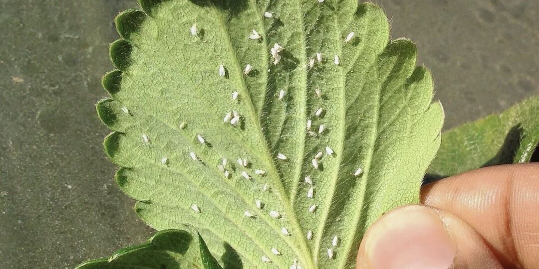 Чем вывести белокрылку на клубнике весной