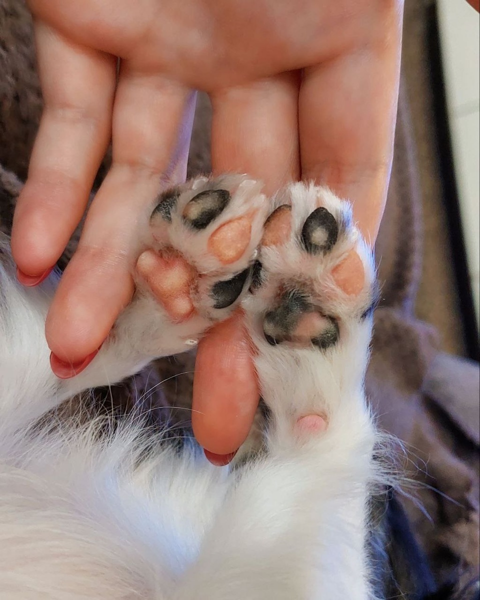 Лапоньки ❤️