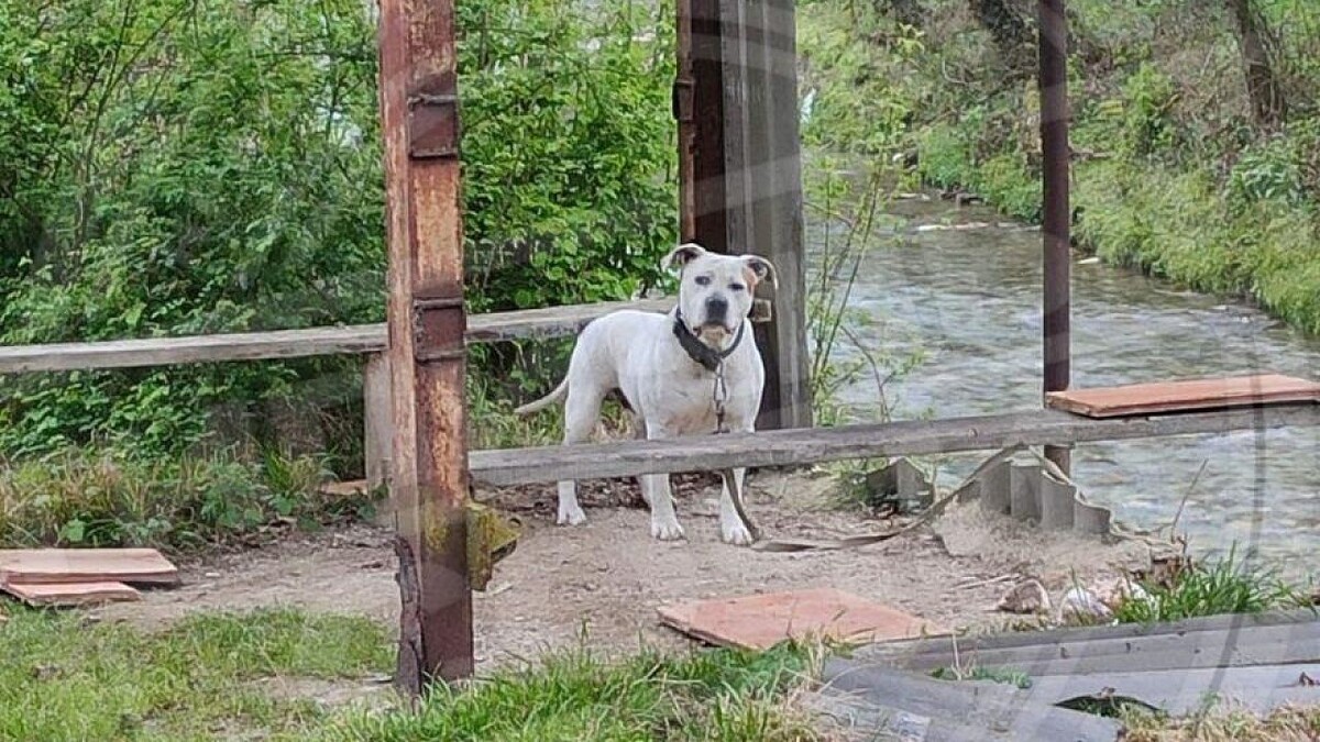    Фото: t.me/sochitypical