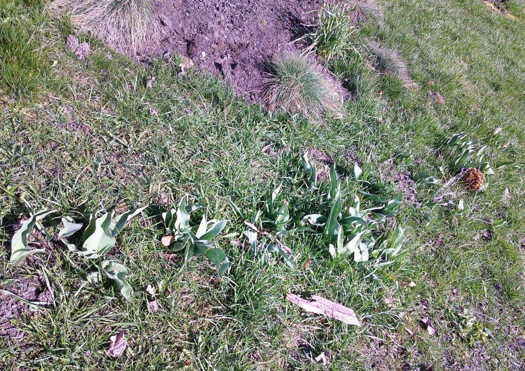 Вот такая дорожка! ( все фото мои)