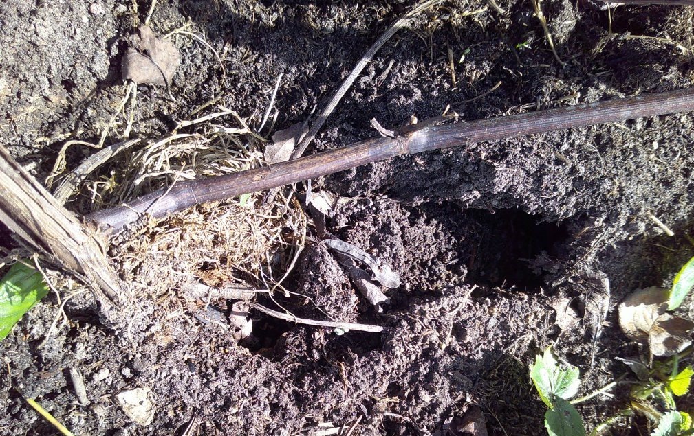 Рука пролезет.