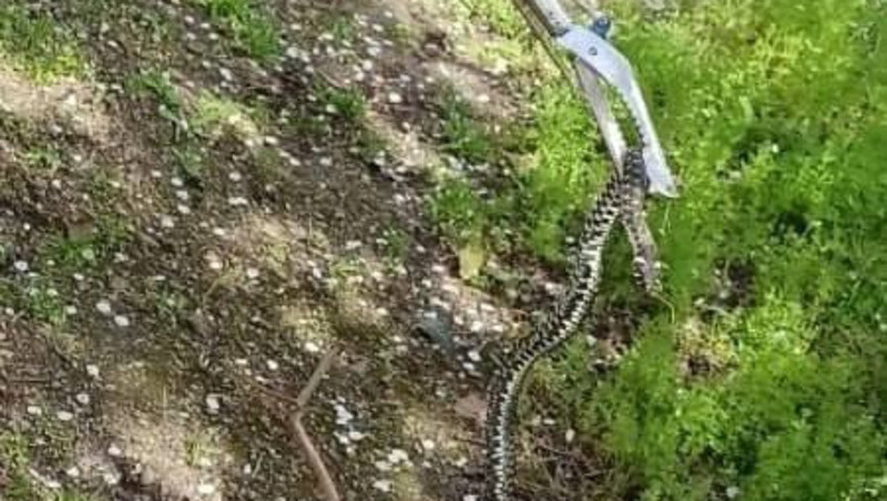      Фото: Пресс-служба ПАСС СК