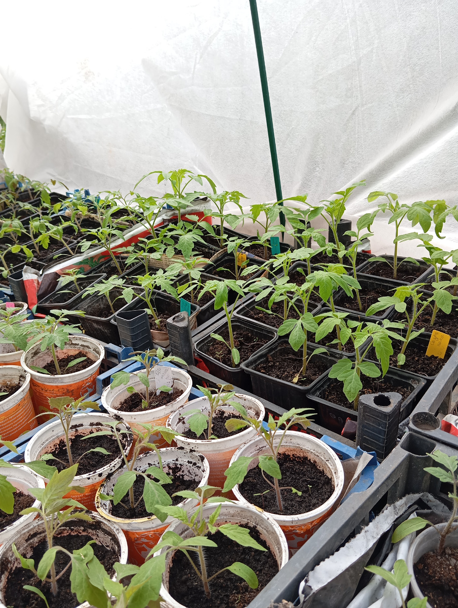 Томаты под укрытием