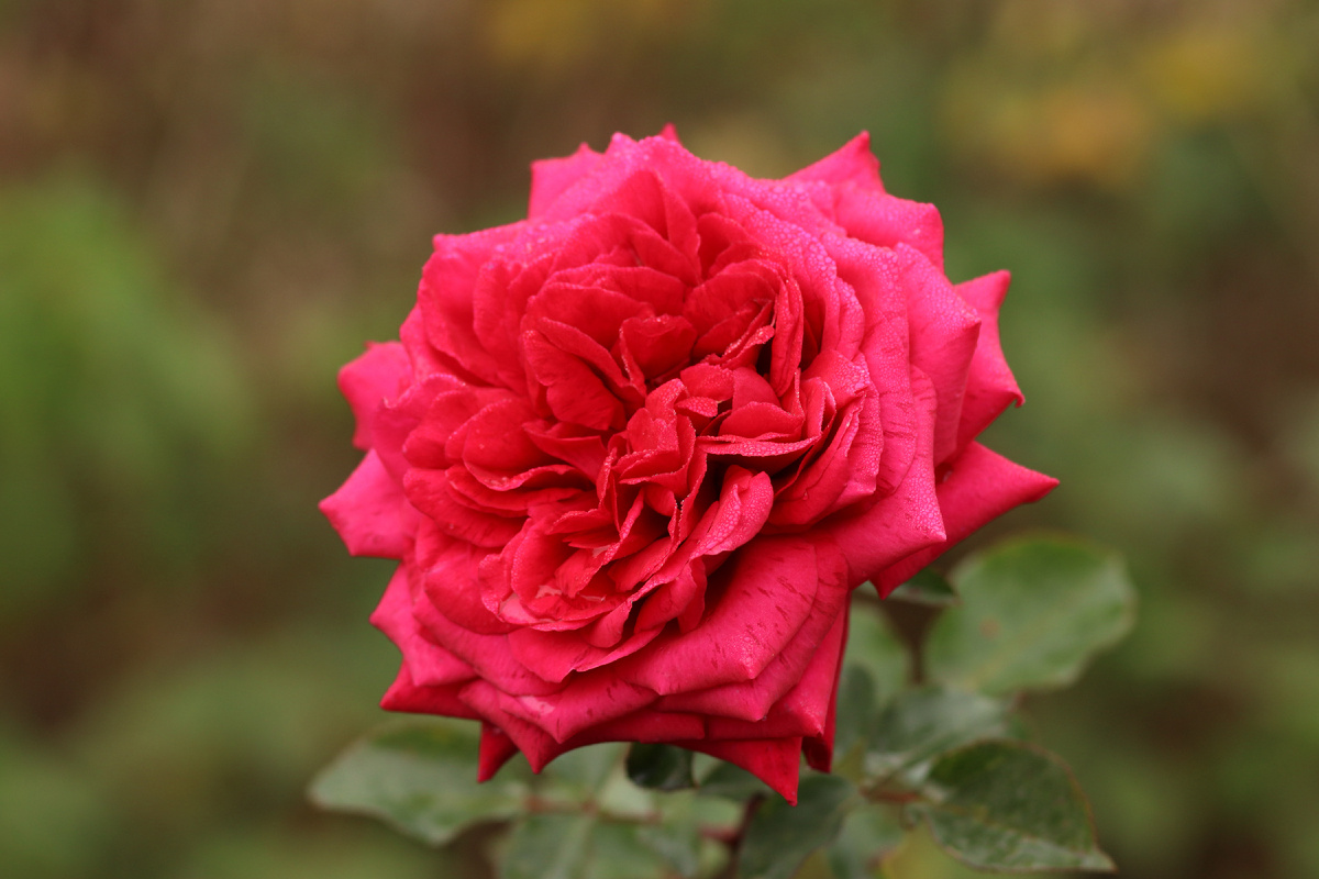 Роза "Курорт Роза Хутор"