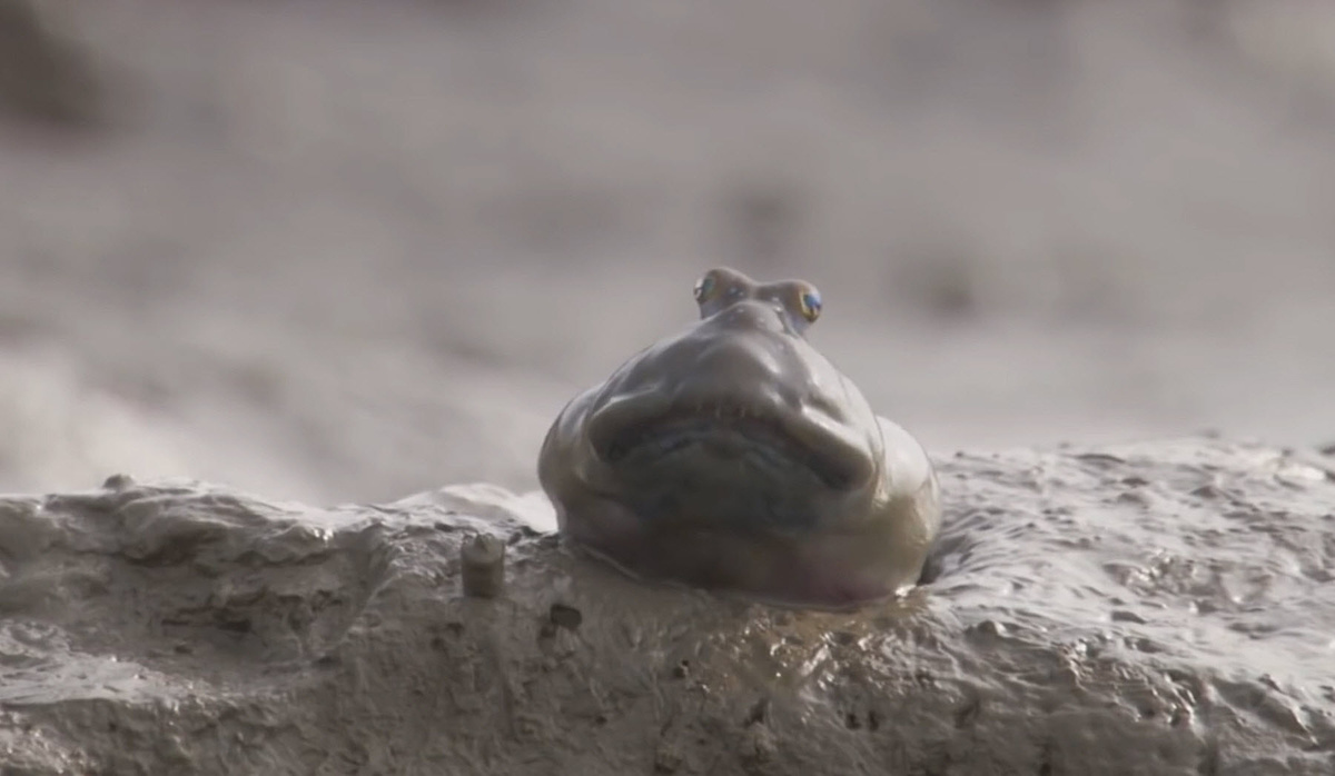 Странная рыба живущая на суше - Илистый прыгун!