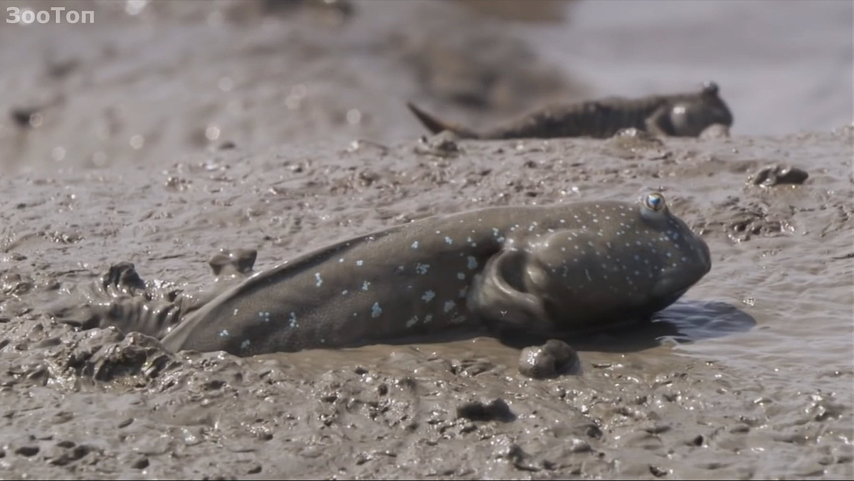 Место обитание илистого прыгуна!