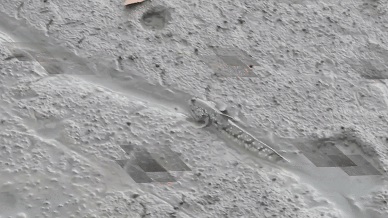 Передвижение илистого прыгуна!