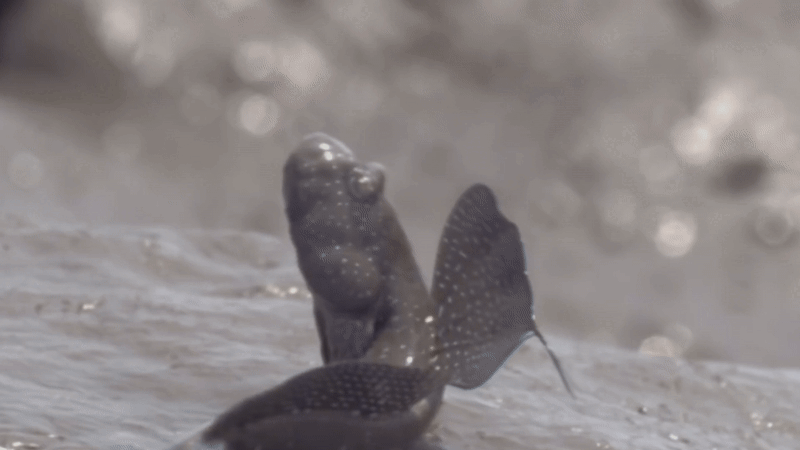 Как рыгает илистый прыгун.