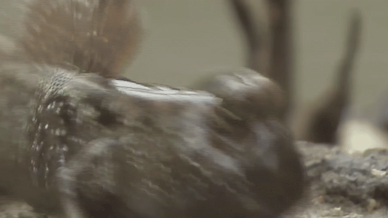 Драка илистых прыгунов!