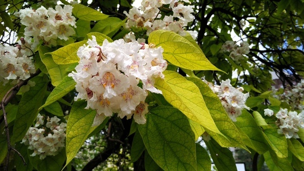 Катальпа.