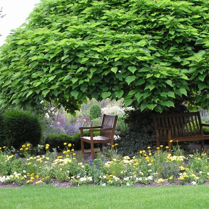 Катальпа в качестве козырька.