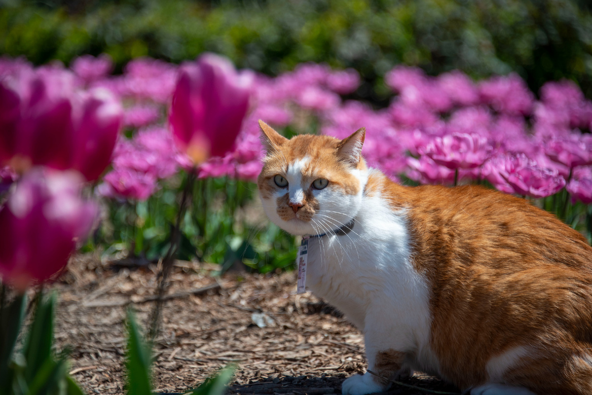 Я среди розовых волн.