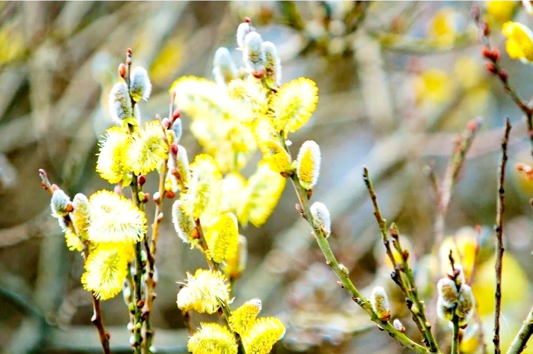 Фото из свободного источника интернета.