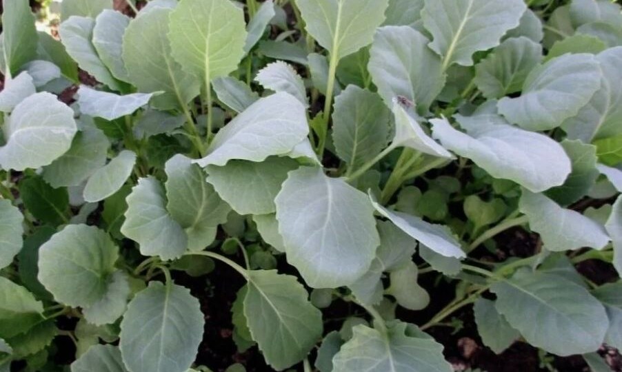 Как вырастить крепкую рассаду капусты: пошаговая инструкция