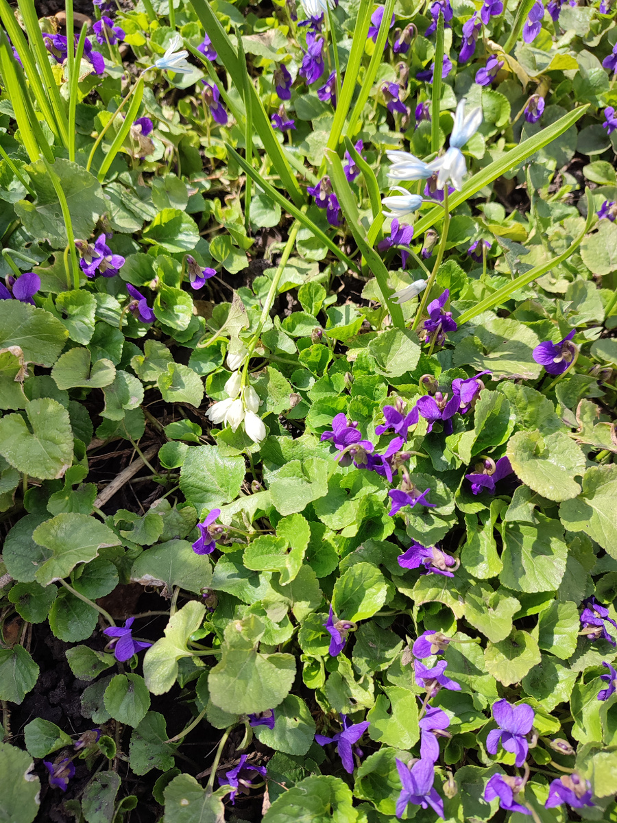 Фиалка в цвету