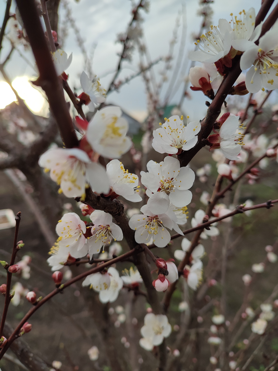 Абрикос цветет