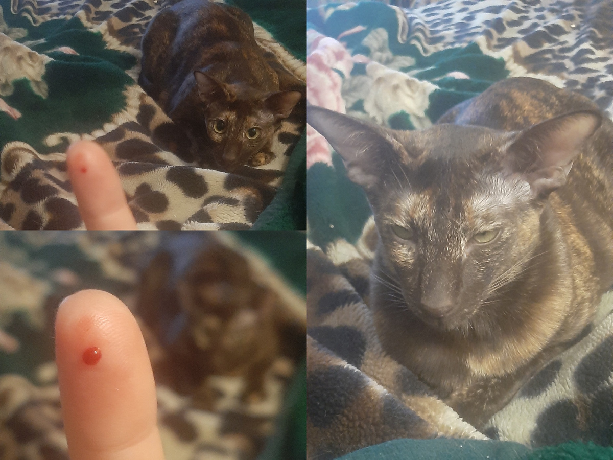 Ты же понимаешь, мамуля, нельзя просто так взять и измерить котику температуру? И чтобы ничего за это не было?