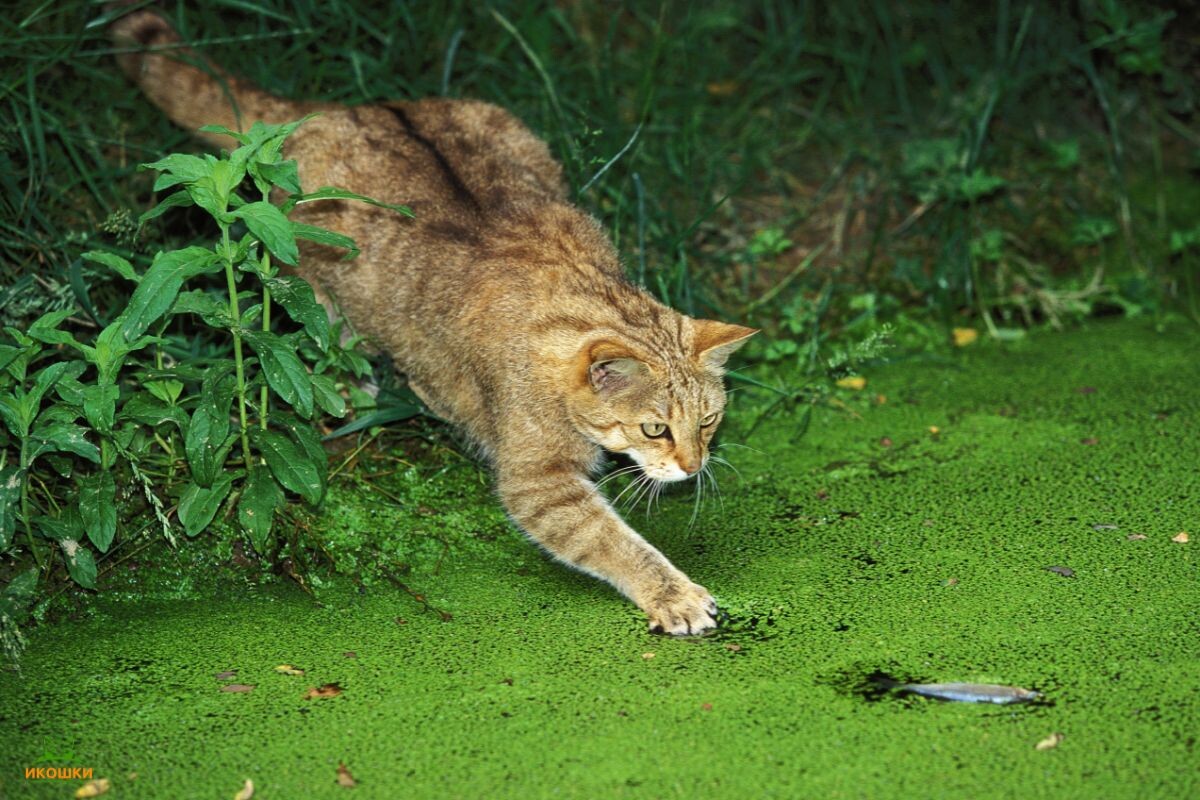 Европейская лесная кошка (felis silvestris) охотится на болоте