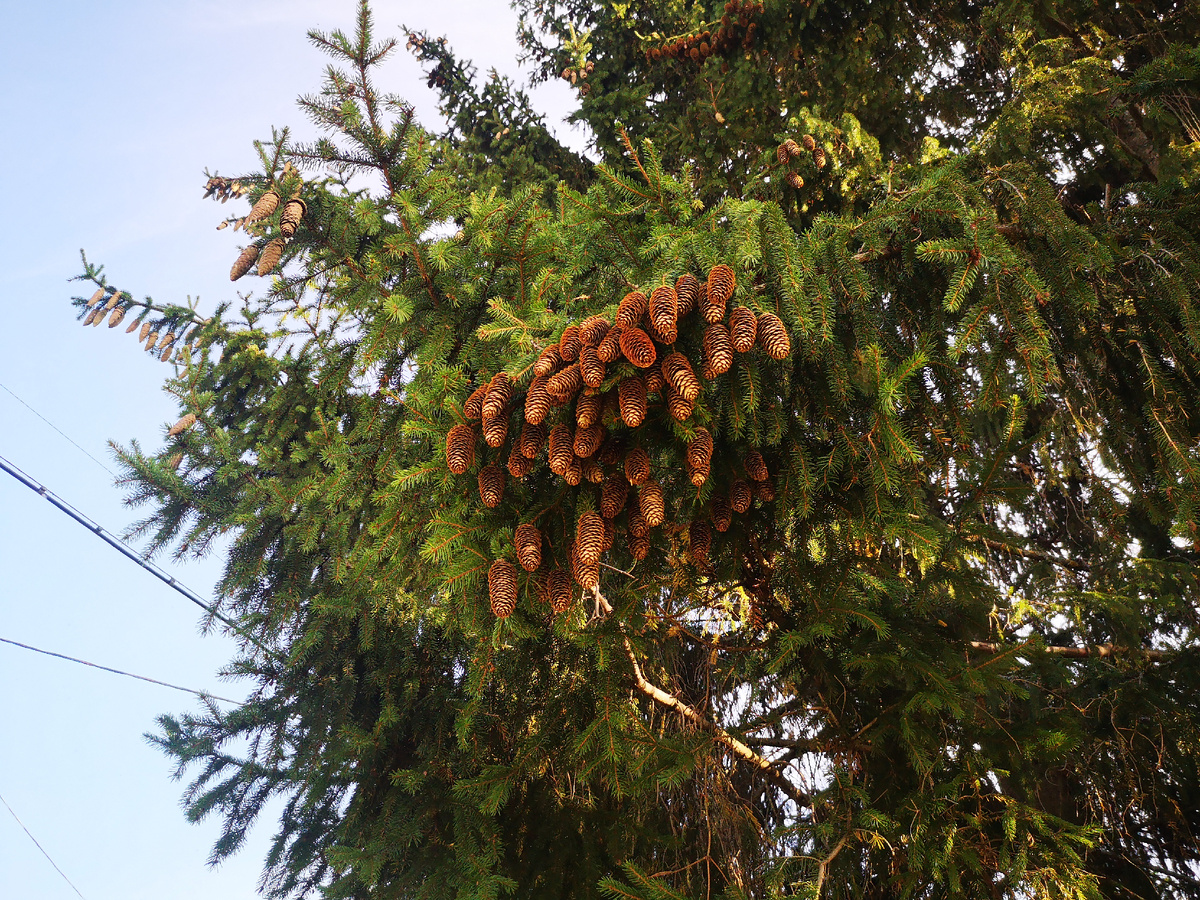 Вот такие красивые ели растут во Владимирской области