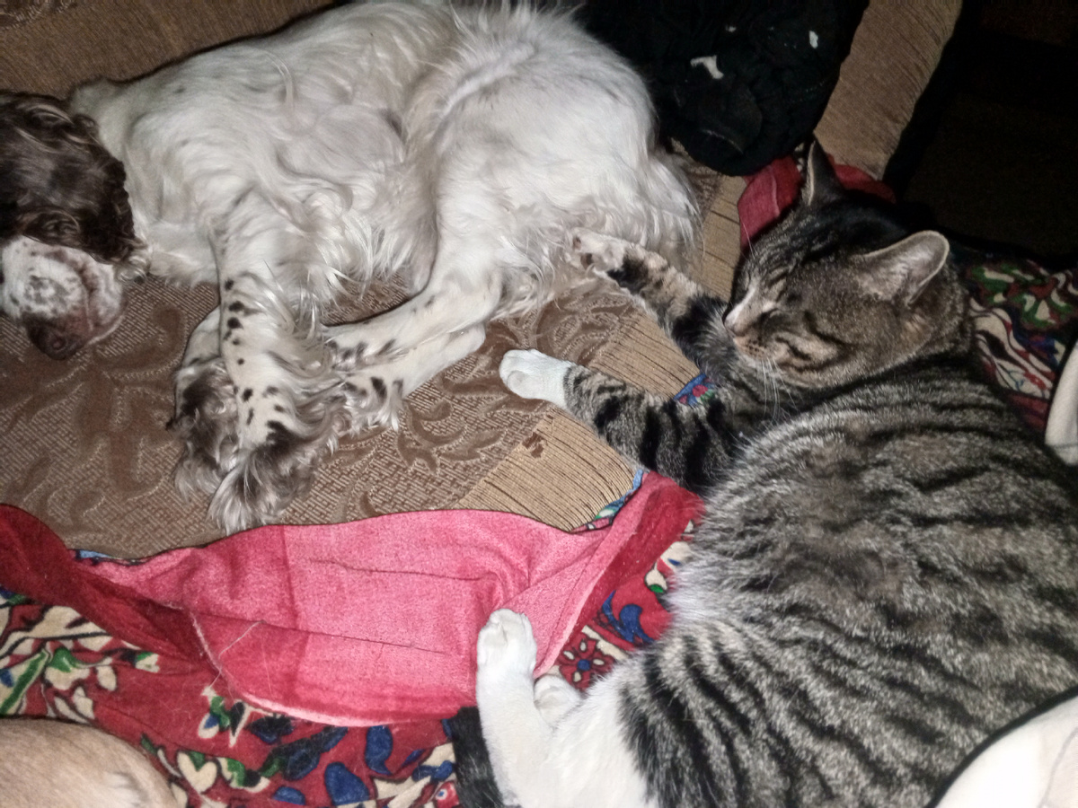 Разносчики)