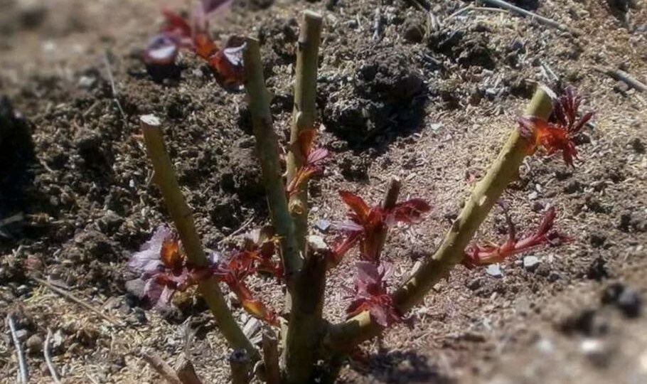 Уход за розами весной: пошаговая инструкция